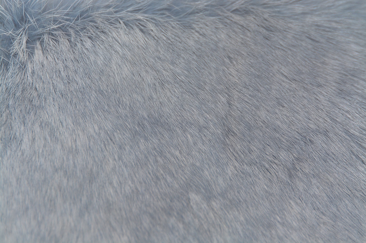 ice+blue+2019.jpg
