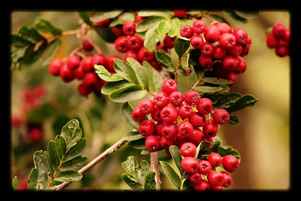 rowan-1575141_960_720.jpg