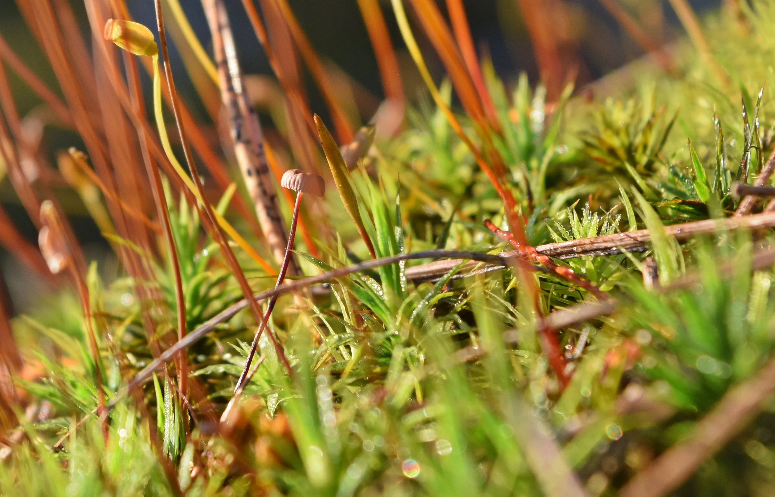 Blogg om naturens hälsoeffekter u2014 Vara med Naturen