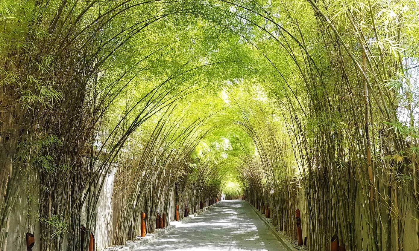 bamboo_3x5_1400.jpg