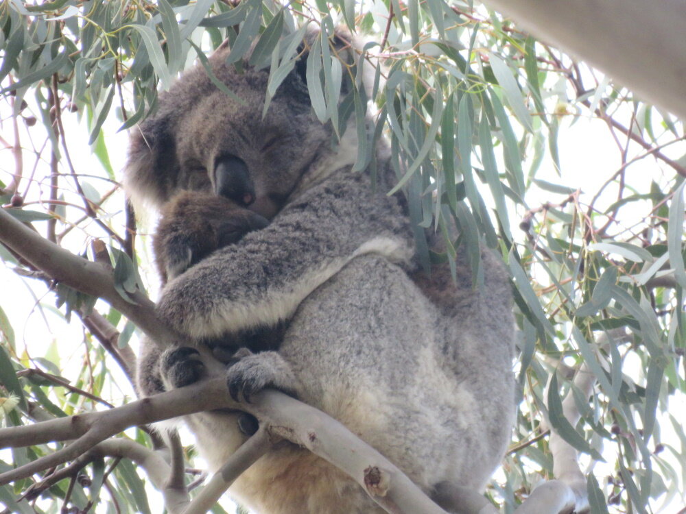 new-mother-koala-KIKI-joey-050720-jtp06-lowres-1000px .jpg
