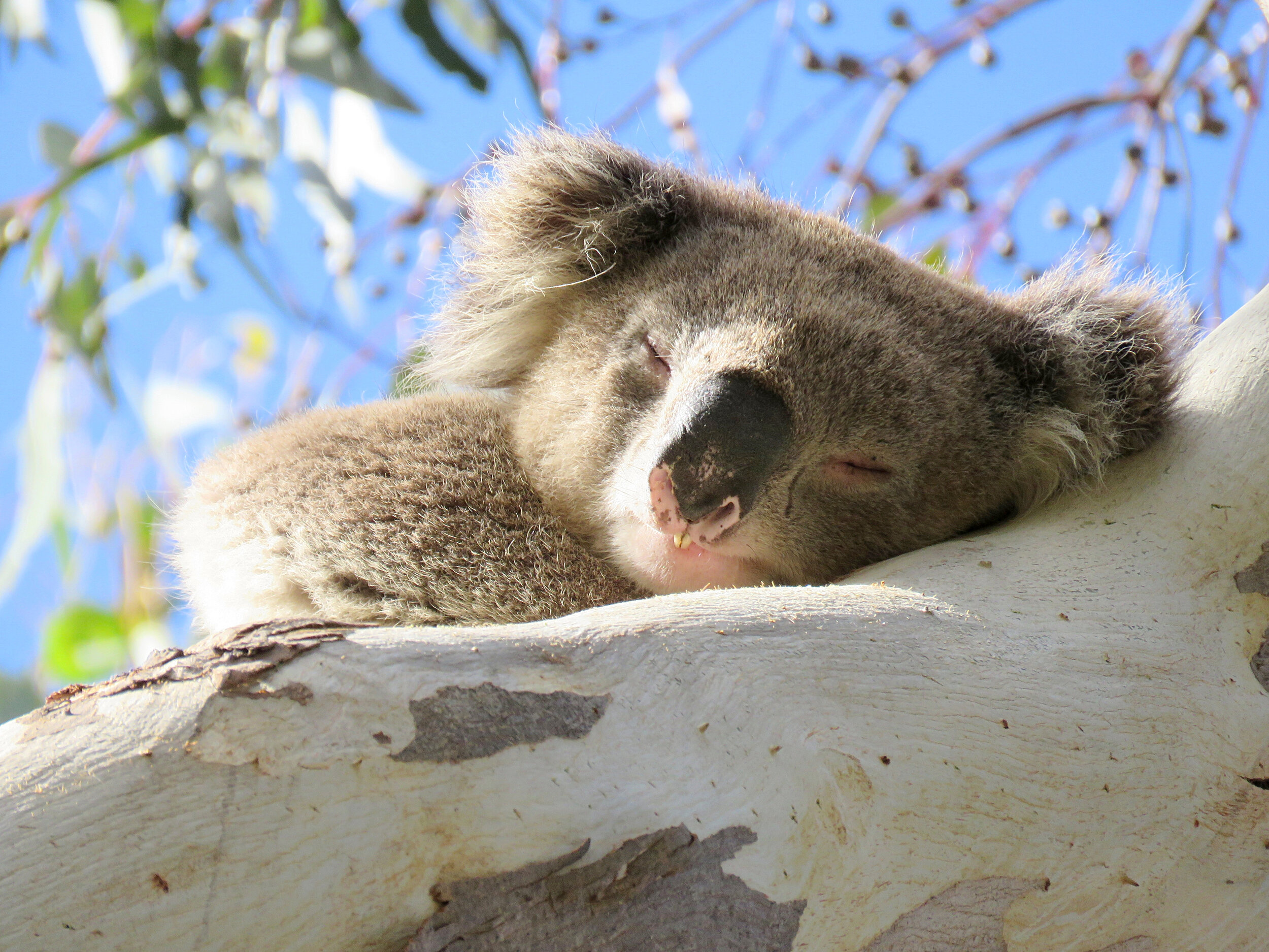 koala-male-CLANCY.jpg