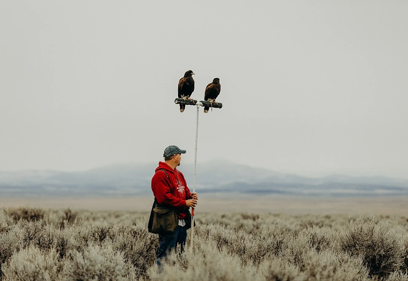 Harris's Hawks Hunting Jack-Rabbits with Craig Boren