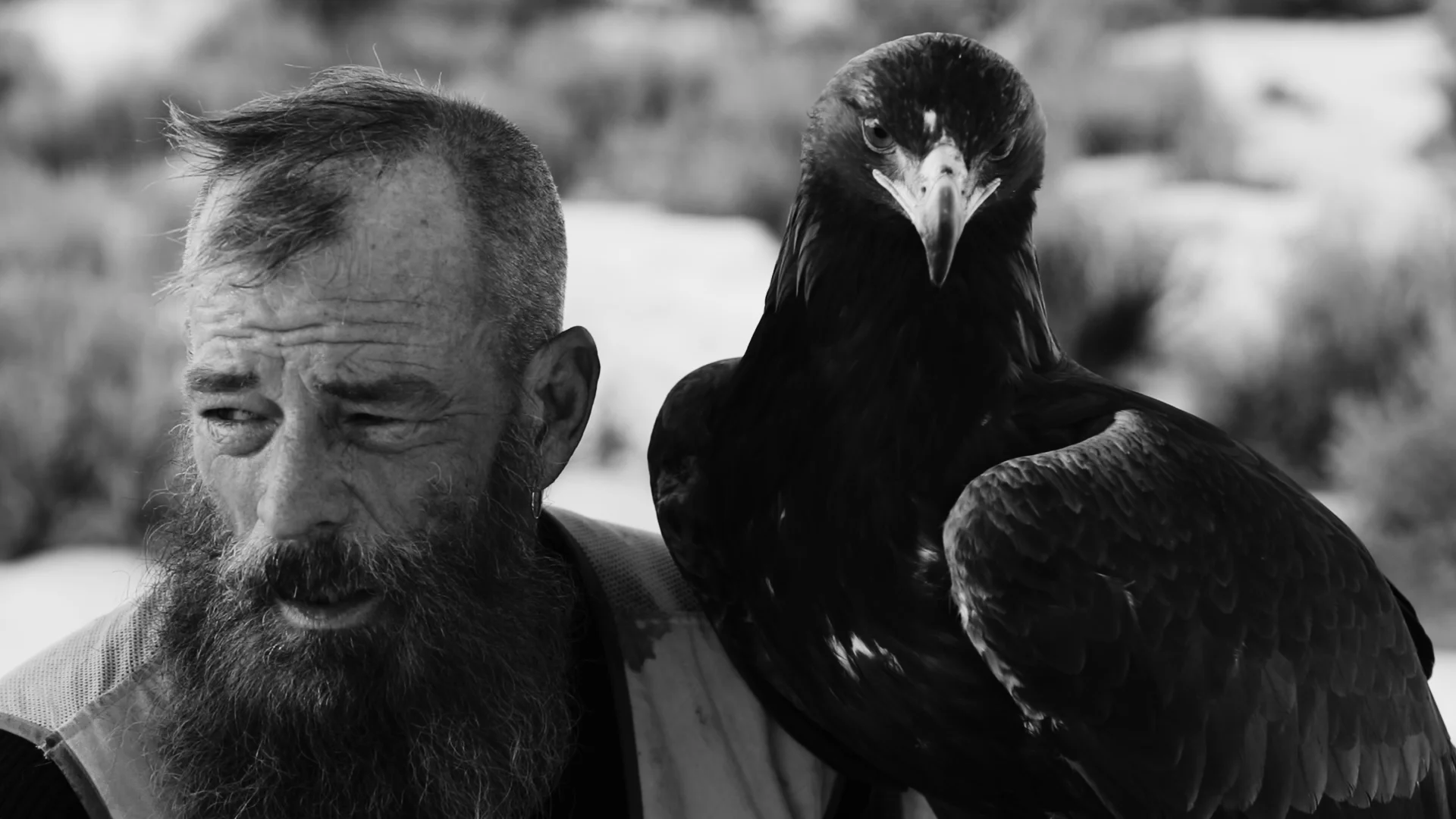 Save Eagle Falconry Falconry Told