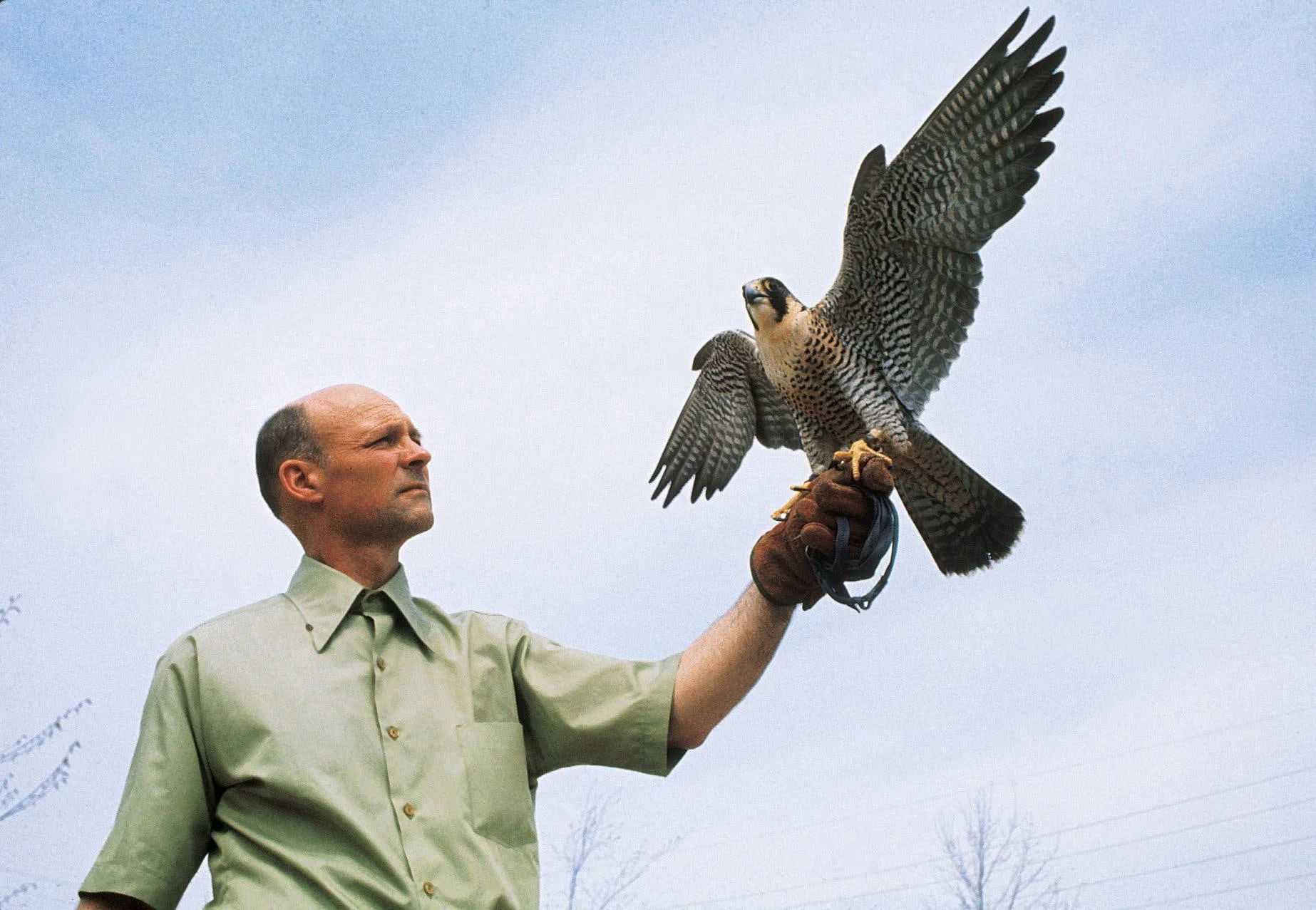 Episode 64: Tom Cade, The Peregrine Fund
