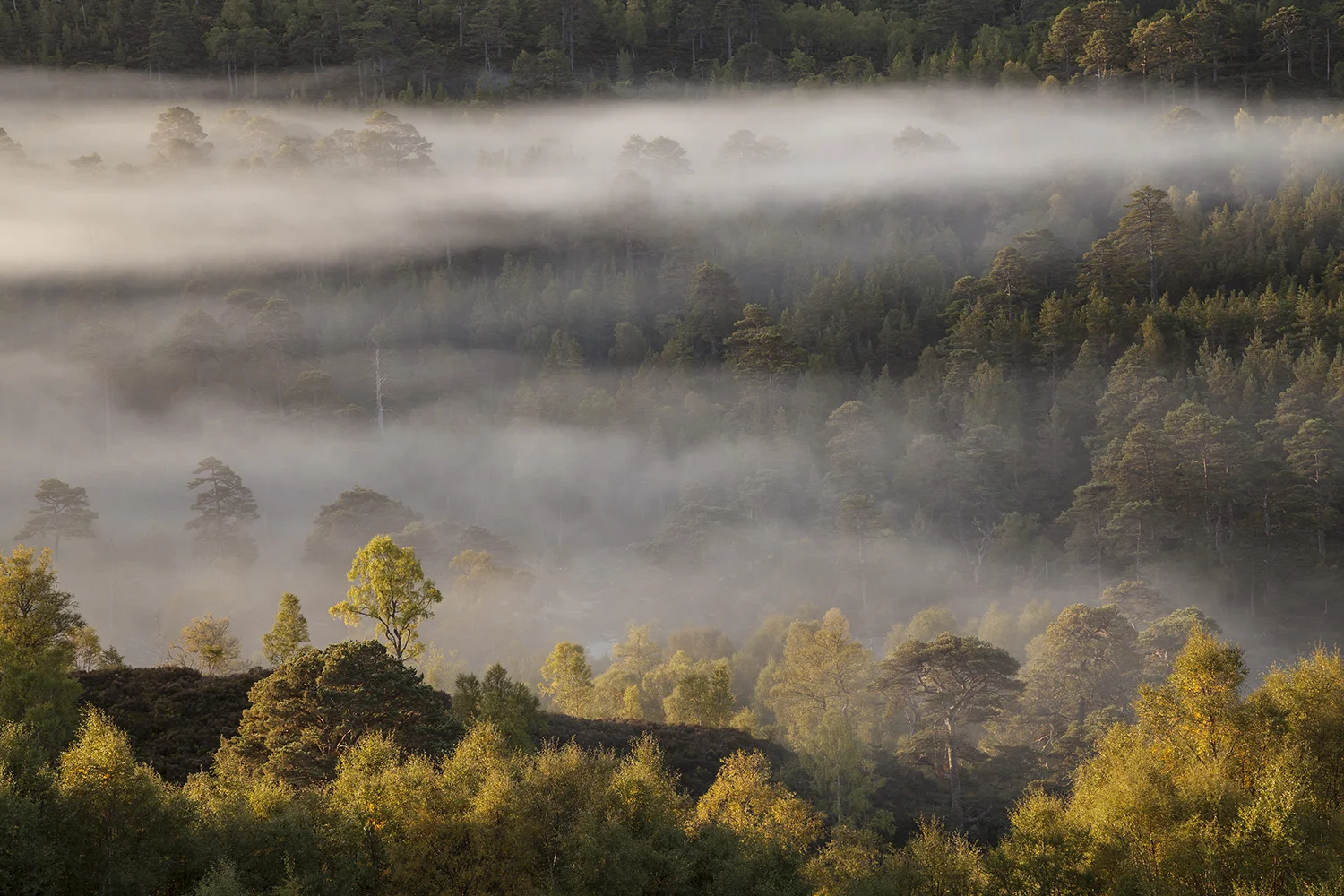 Early Morning Mist and Trees copy.jpg