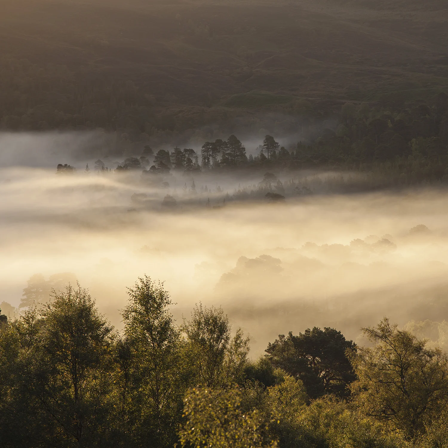Mist Through the Caledonian Forest copy.jpg