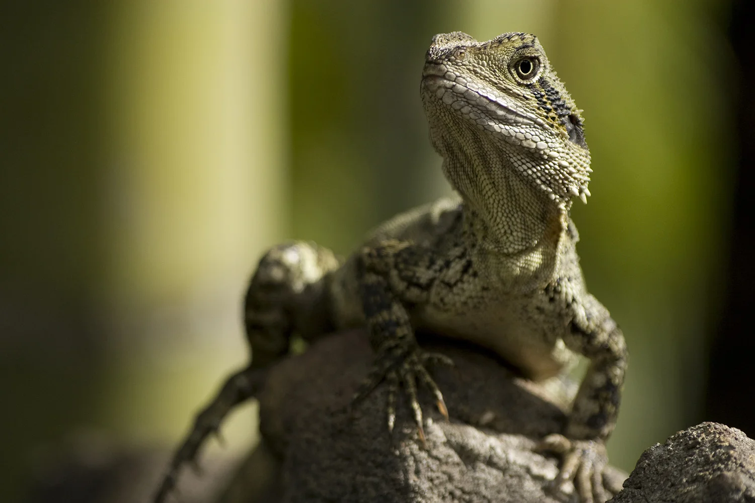 Water Dragon copy.jpg