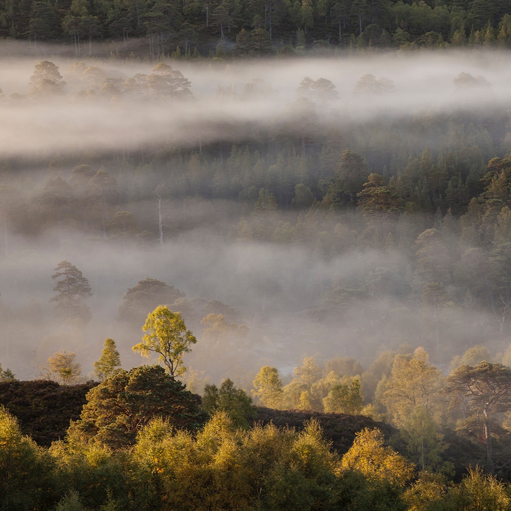 Early+Morning+Mist+and+Trees+copy.jpg