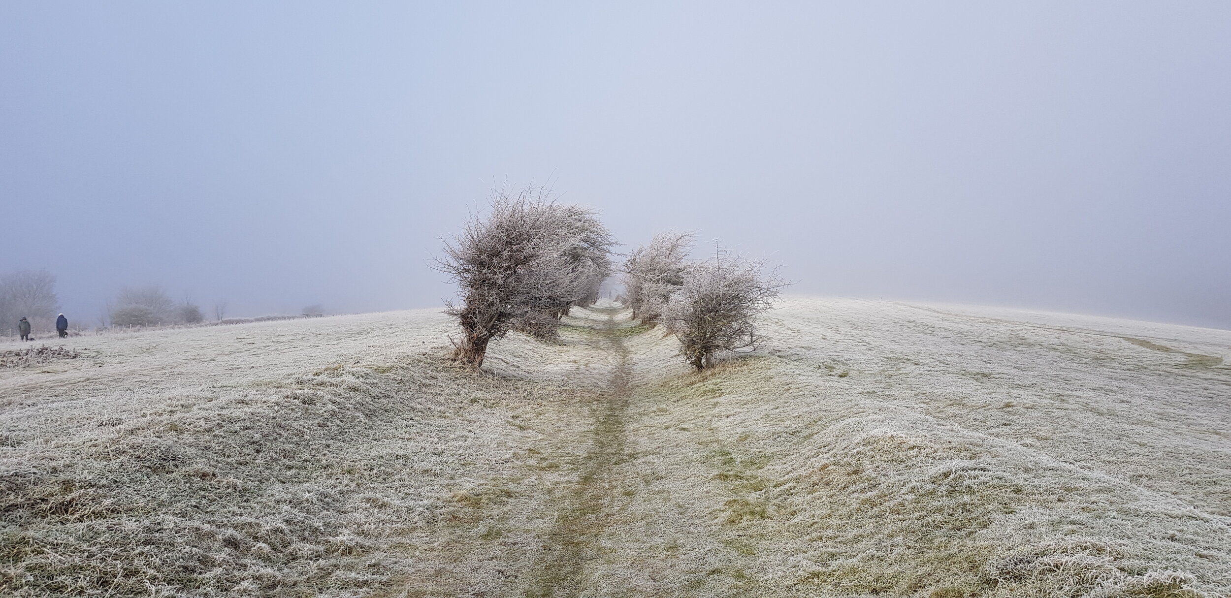 Lewes trees.jpg