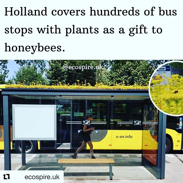 Kudos to these busy little bees 🐝 💚

#Repost @ecospire.uk
・・・
🐝...⁣
⁣⁣⁣⁣⁣⁣⁣⁣
Follow @ecospire.uk for more 🌱⁣⁣⁣⁣⁣⁣⁣
⁣⁣
⁣⁣⁣⁣⁣#bees #bus #bustop #honeybee #trend #holland #europe #busybees #beebustop #flowers #nature #natural #plants #sustainable