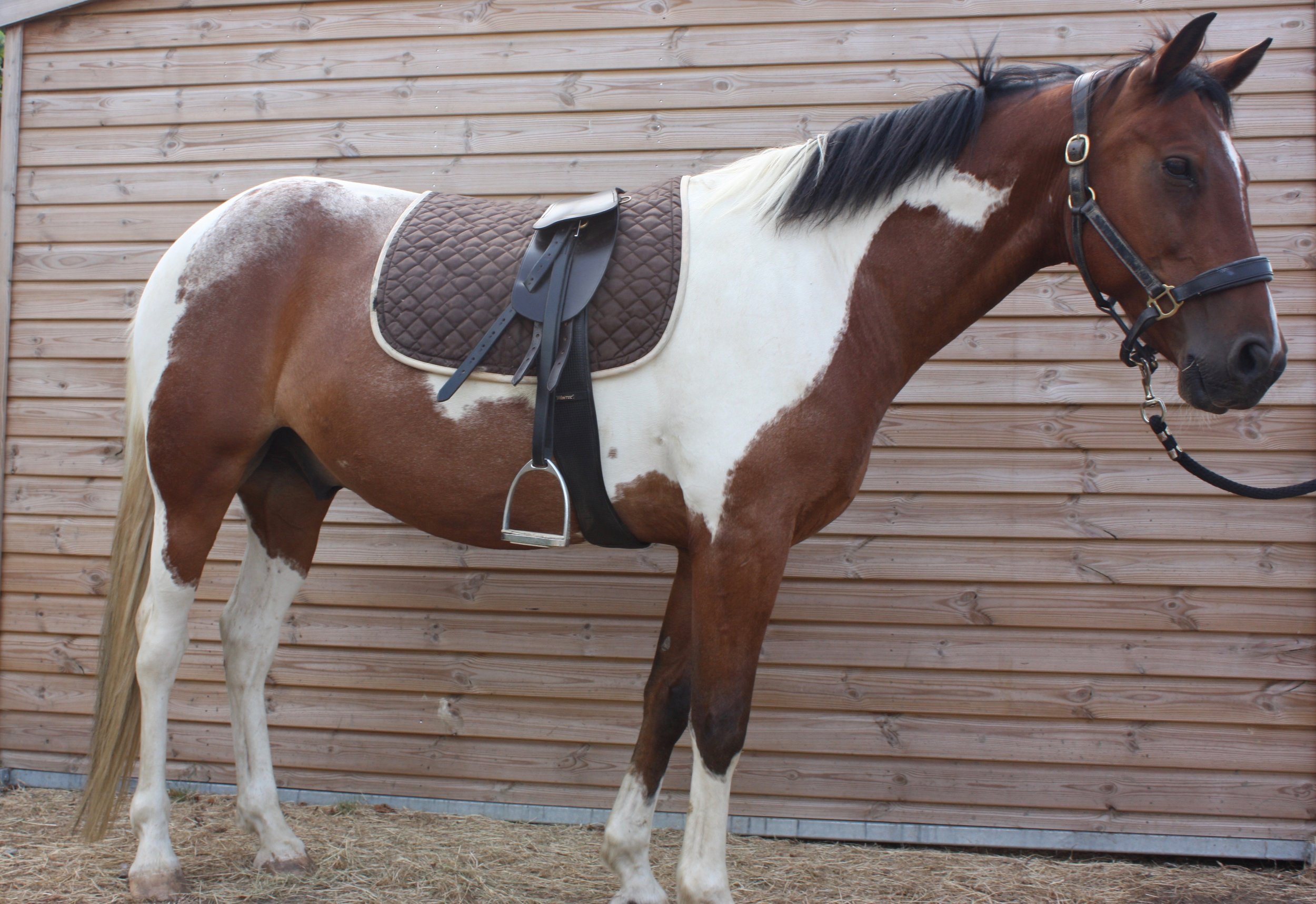 Total Contact Treeless Saddle Total Contact Equine Solutions