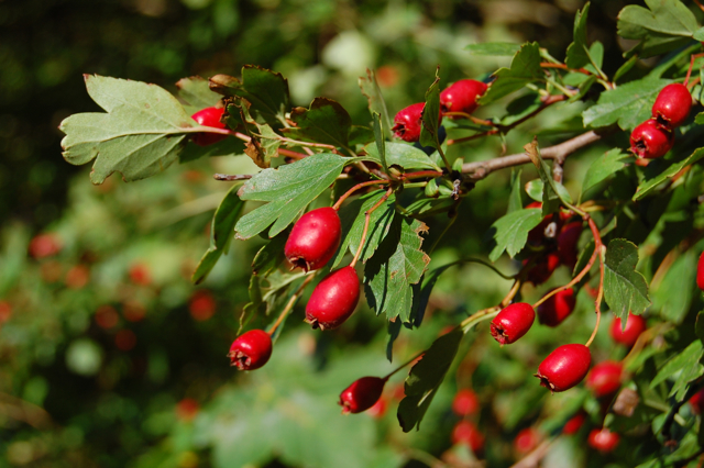 hawthorn-berries.jpg