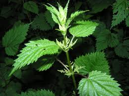 Nettle.jpg