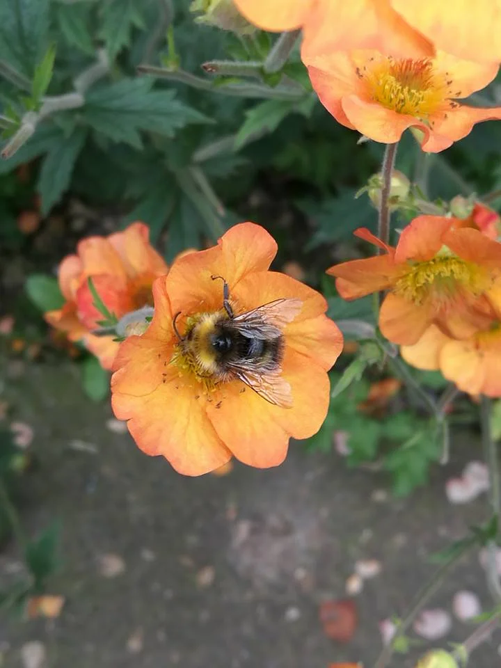 Bee on geum.jpg