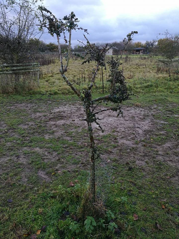 A lone hawthorn tree on the track system. The horses don't pay it much attention - could it be a Faerie Tree ?