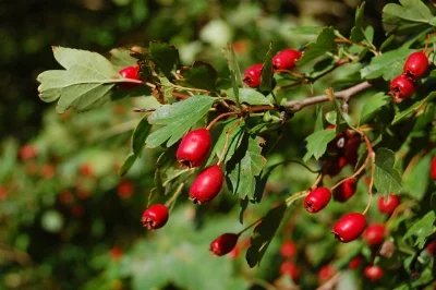 hawthorn-berries.jpg