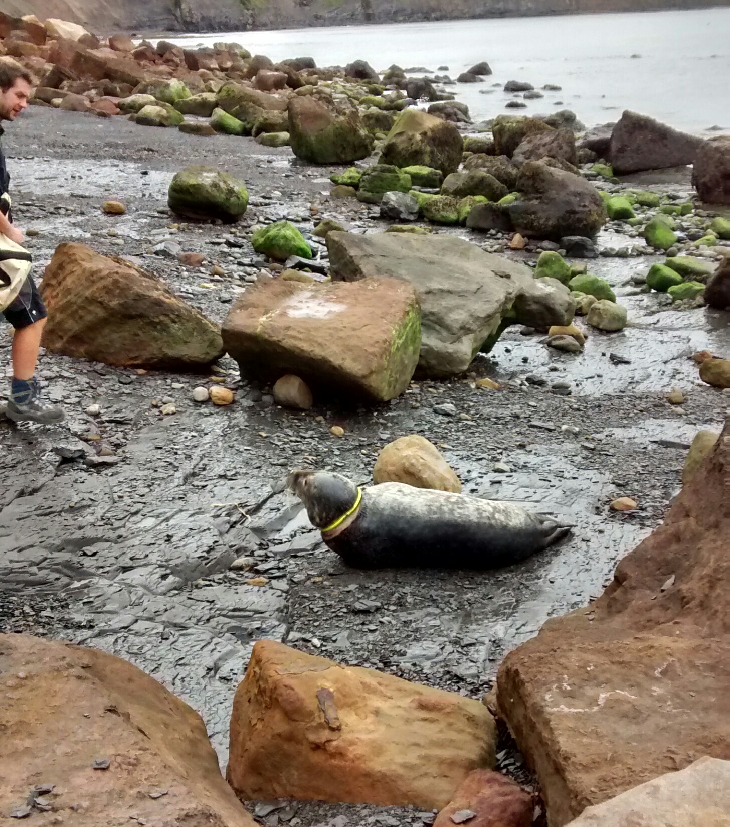 The toy had wounded the seal pup and caused an infection. Photo: RSPCA