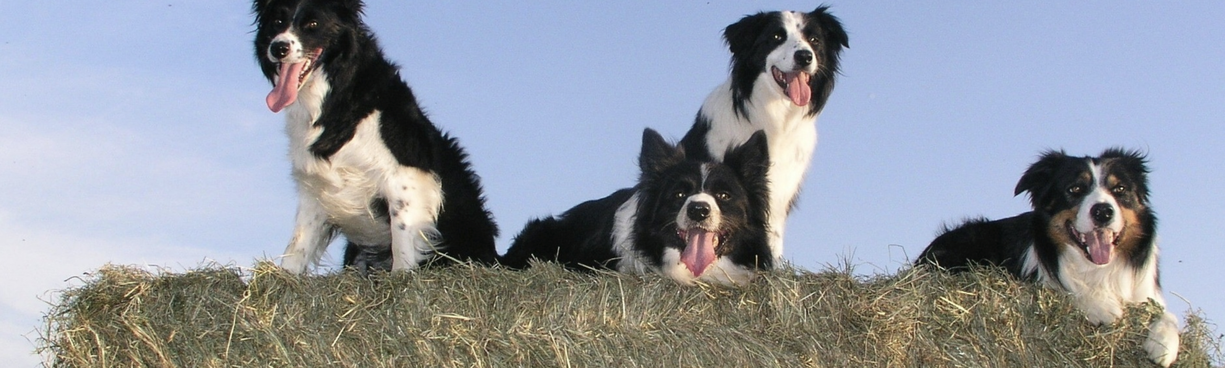 S & J Petfoods