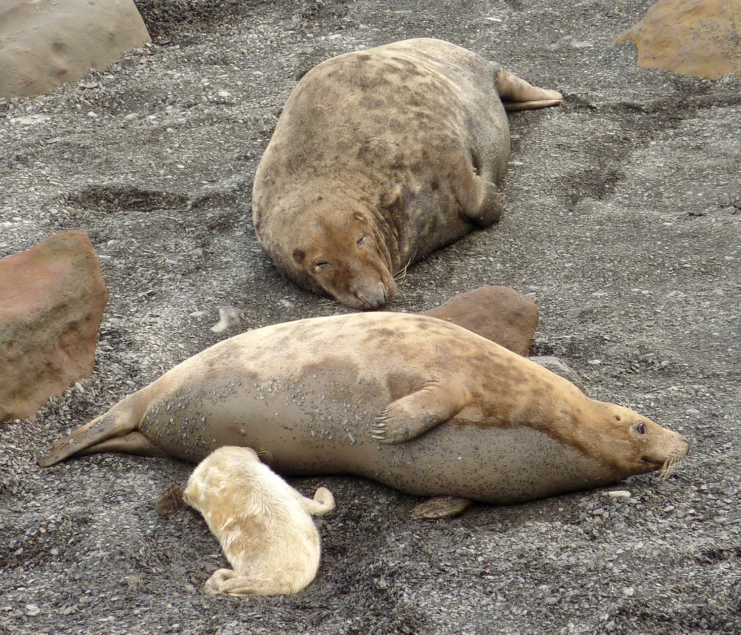 seals 1 db.jpg