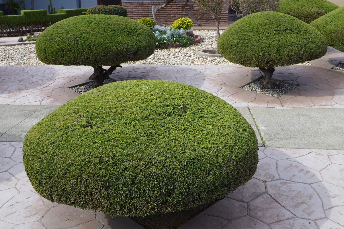 trees_trimmed_shaped_manicured_gardening_trimming_pruning_outdoor-1135582.jpg