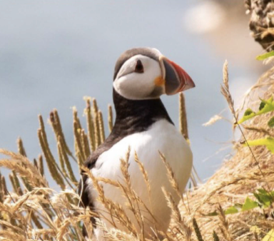 SPRING WILDLIFE WEEKEND