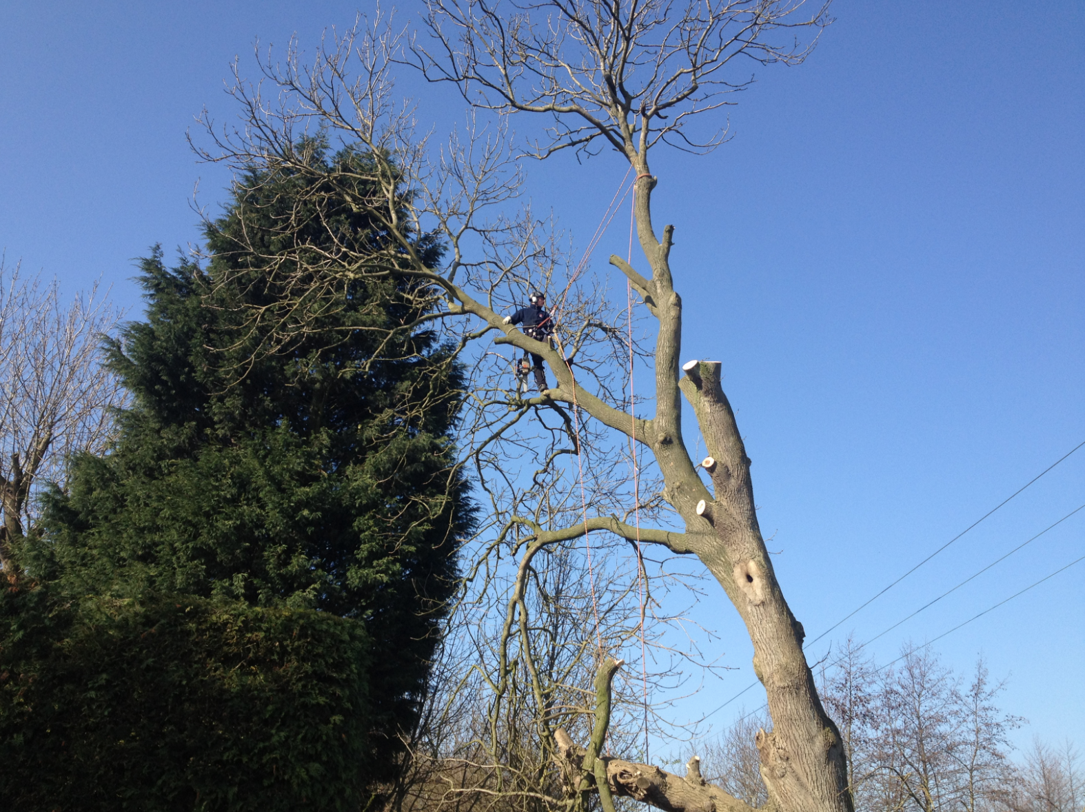 SPD Tree Surgery