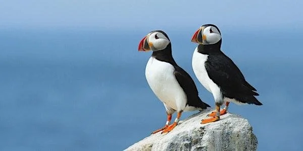 Guided Puffin and Seabird Walk