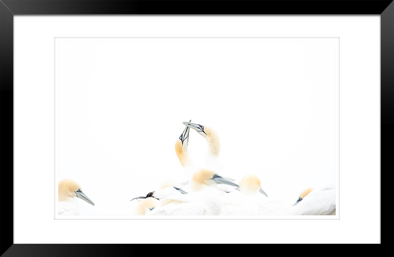Northern_Gannet - Ewan_Crosbie - Reaffirmed_Bond_Colour - Fine_Art - Frame.jpg