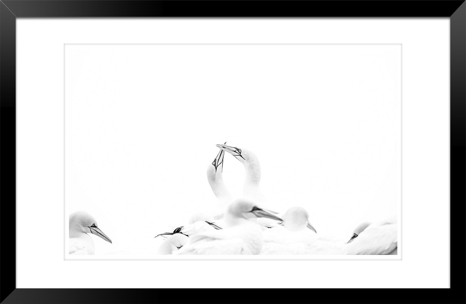 Northern_Gannet - Ewan_Crosbie - Reaffirmed_Bond_BW - Fine_Art - Frame.jpg