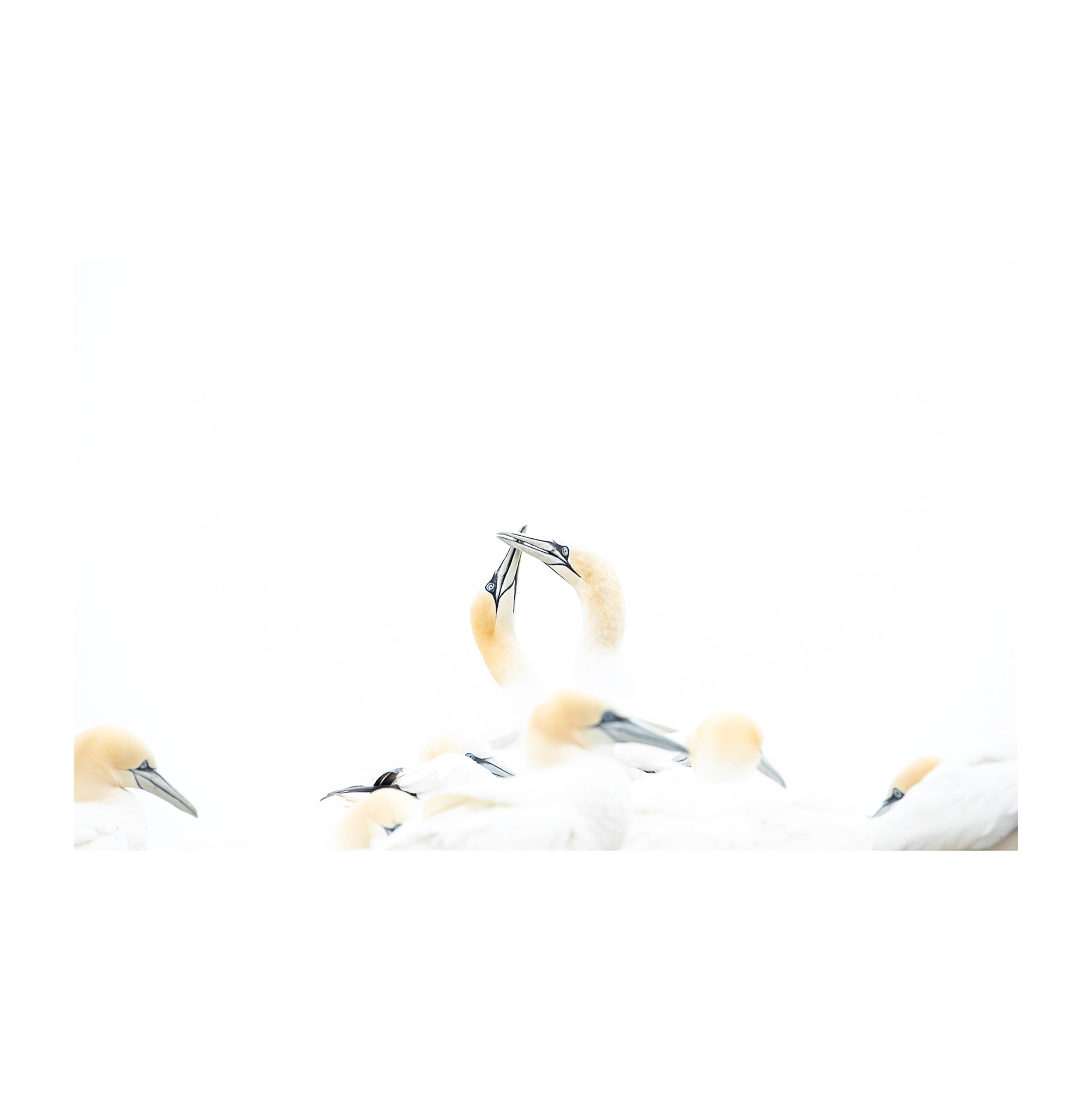 Northern_Gannet - Ewan_Crosbie - Reaffirmed_Bond - Colour - Fine_Art_Wildlife_Photography_Print - 1x1 Border.jpg