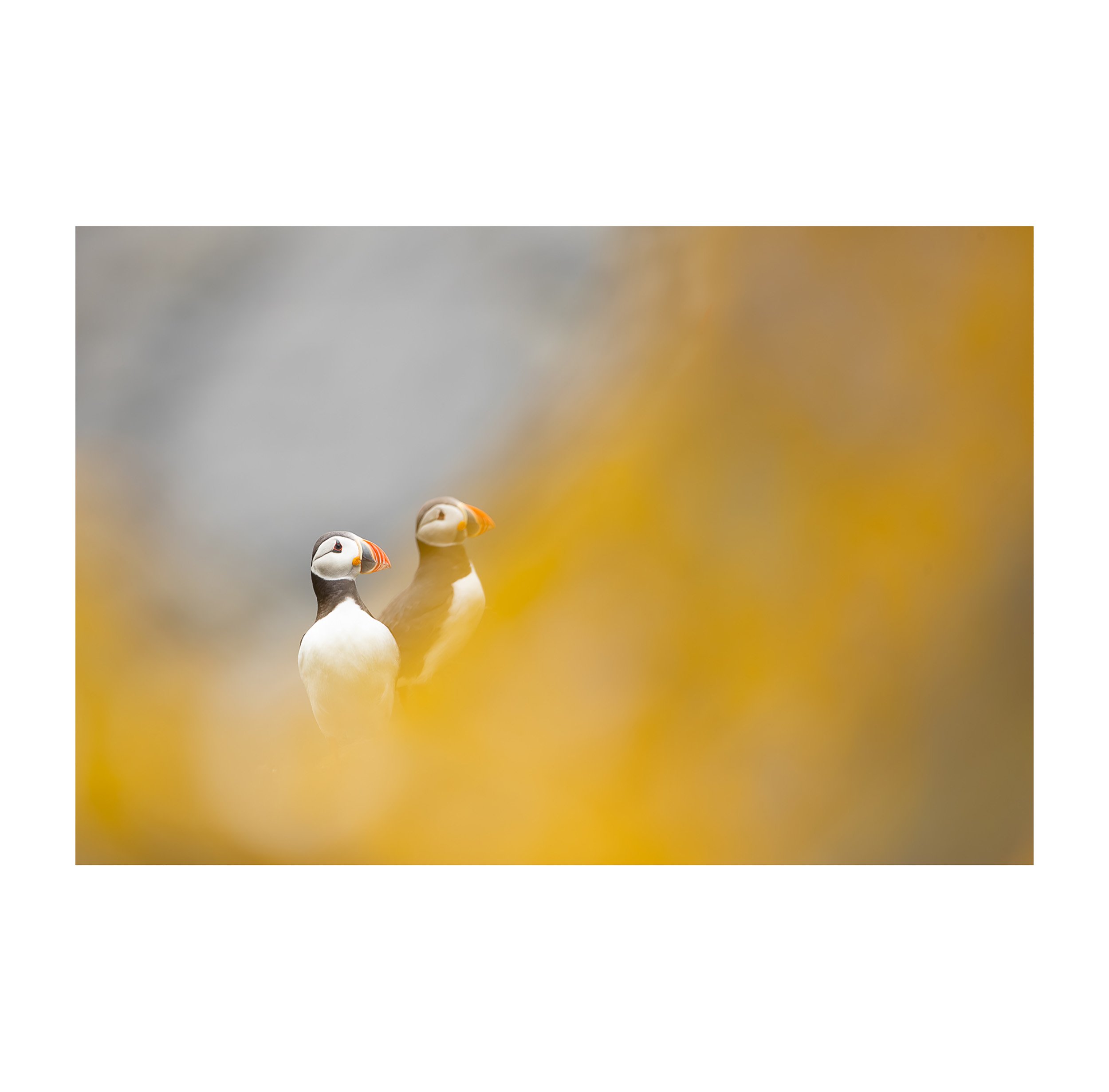 Atlantic_Puffin - Ewan_Crosbie - Fools_Gold - Fine_Art_Wildlife_Photography_Print - 1x1 border.jpg