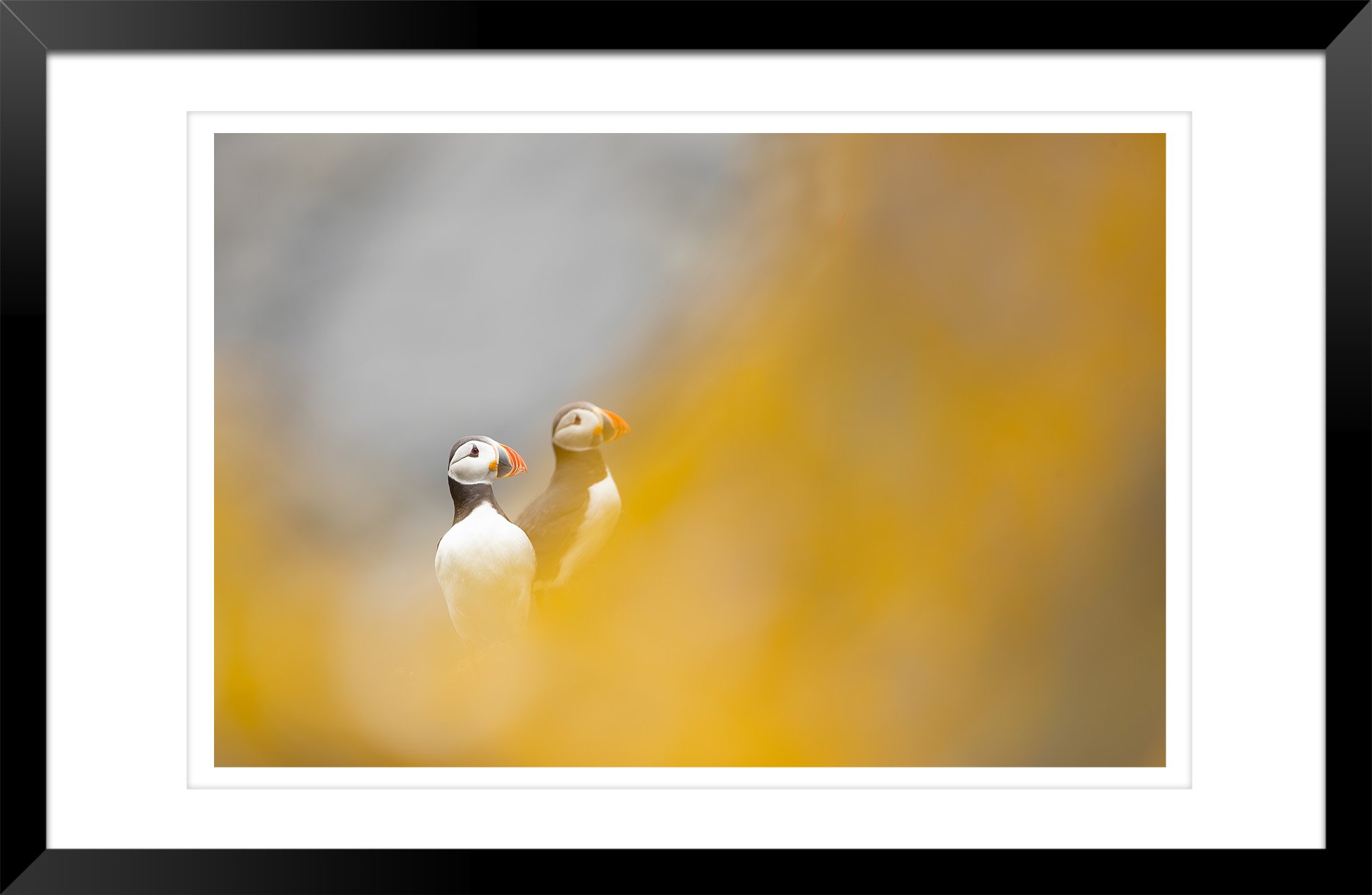 Atlantic_Puffin - Ewan_Crosbie - Fools_Gold - Fine_Art_Wildlife_Photography_Print - Frame.jpg
