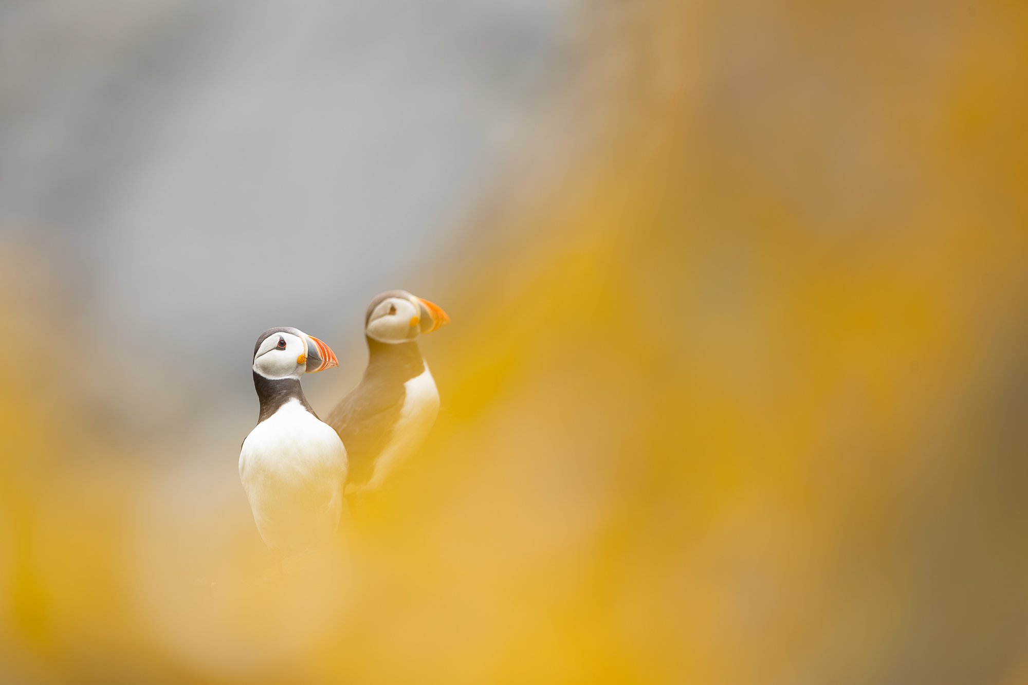Atlantic_Puffin - Ewan_Crosbie - Fools_Gold - Fine_Art_Wildlife_Photography_Print.jpg