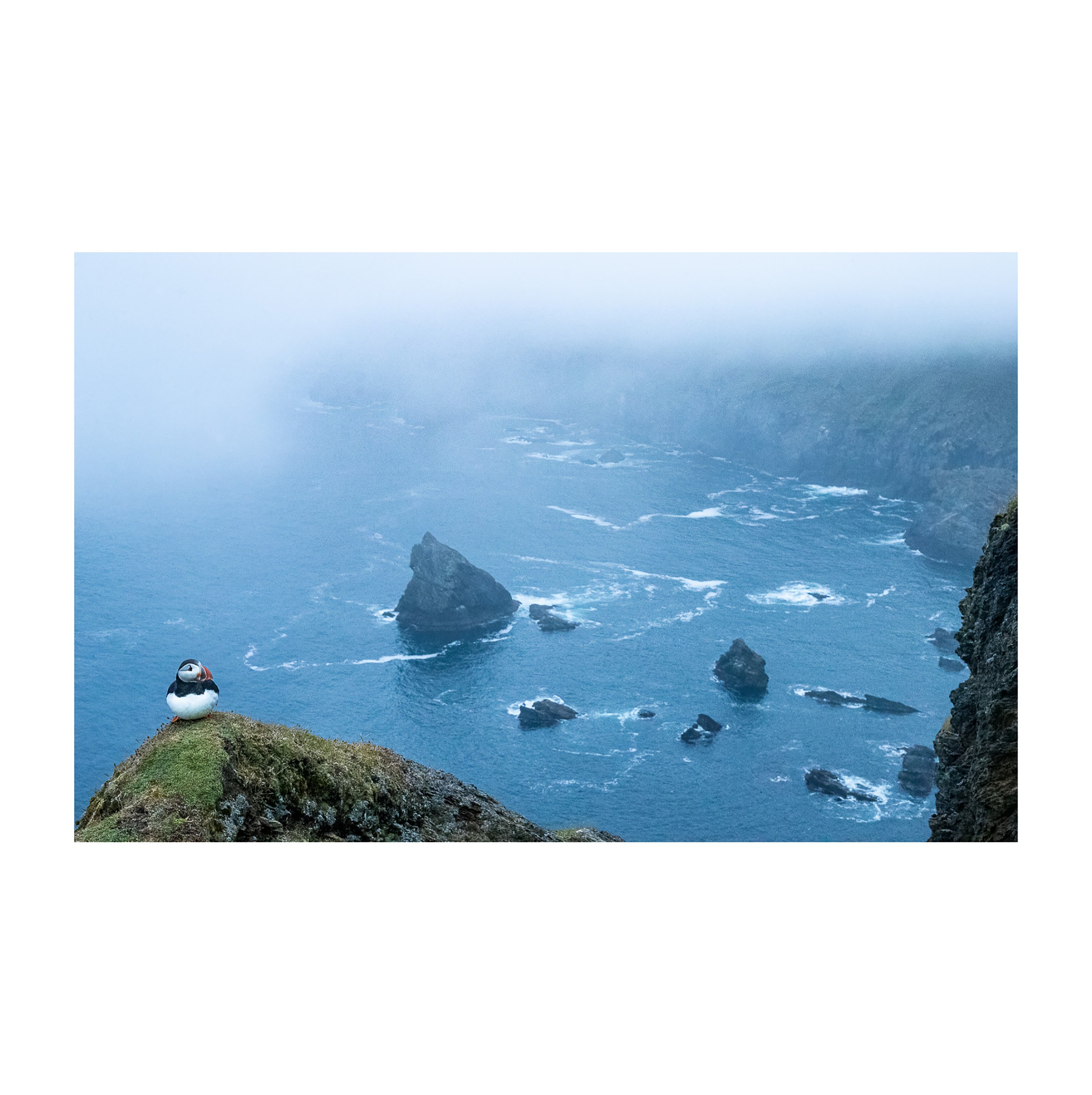 Atlantic_Puffin - Ewan_Crosbie - PuffinPoint - Fine_Art_Wildlife_Photography_Print - 1x1 border.jpg