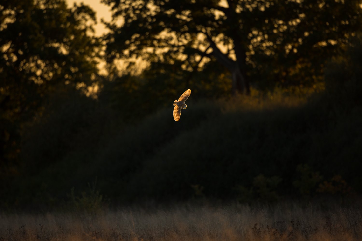 Barn_Owl - Ewan_Crosbie - DuskHunter - Fine_Art_Wildlife_Photography_Print.jpg