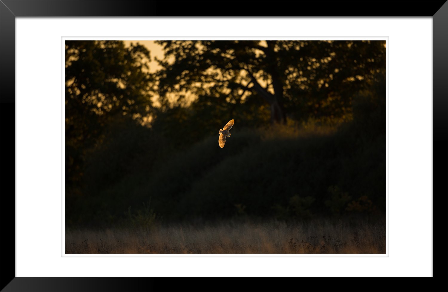 Barn_Owl - Ewan_Crosbie - DuskHunter - Fine_Art_Wildlife_Photography_Print - Frame.jpg