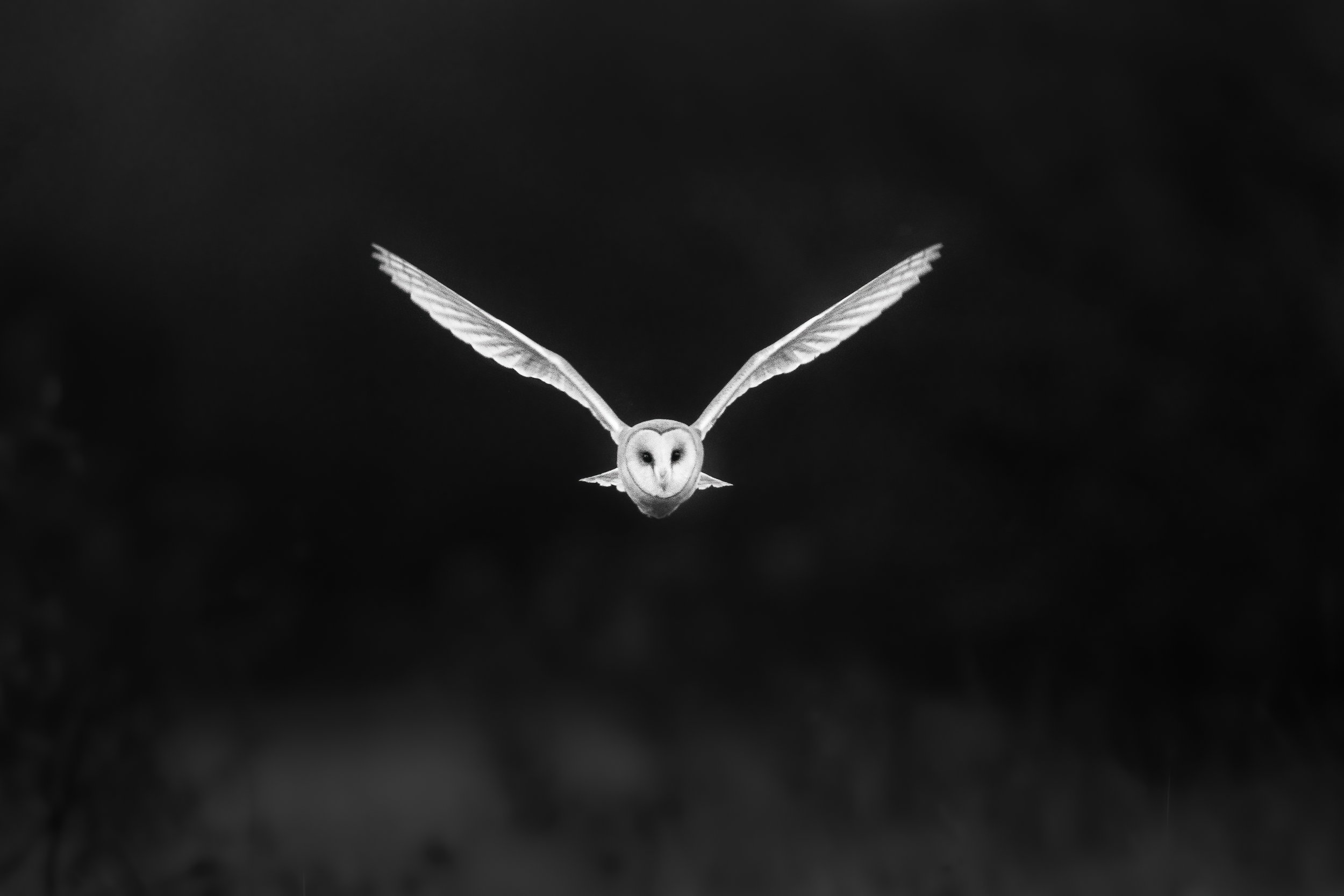 Barn_Owl - Ewan_Crosbie - FatalIntention - Fine_Art_Wildlife_Photography_Print.jpg