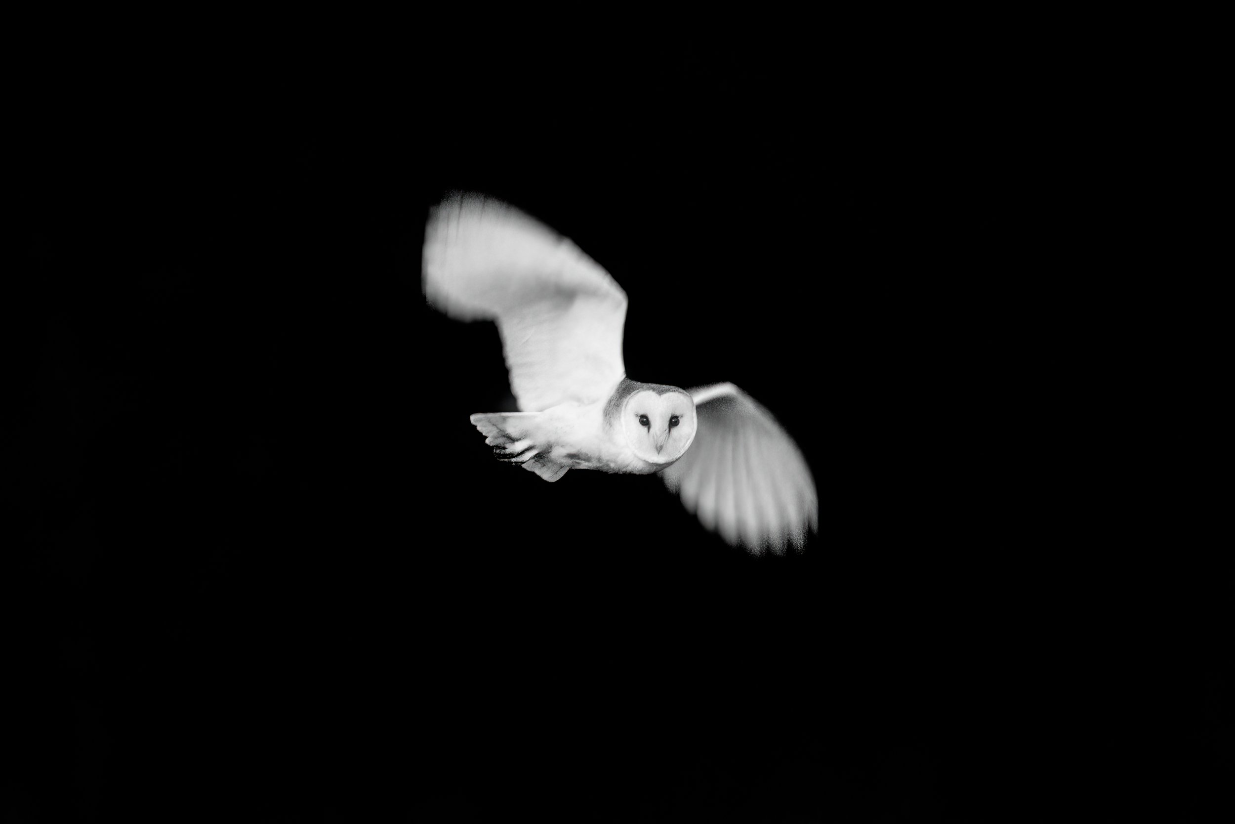 Barn_Owl - Ewan_Crosbie - TakingSouls - Fine_Art_Wildlife_Photography_Print.jpg