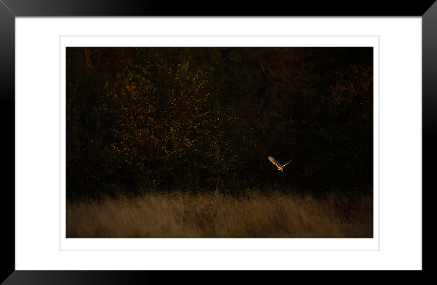 Barn_Owl - Ewan_Crosbie - HuntingFromTheShadows - Fine_Art_Wildlife_Photography_Print - Frame.jpg