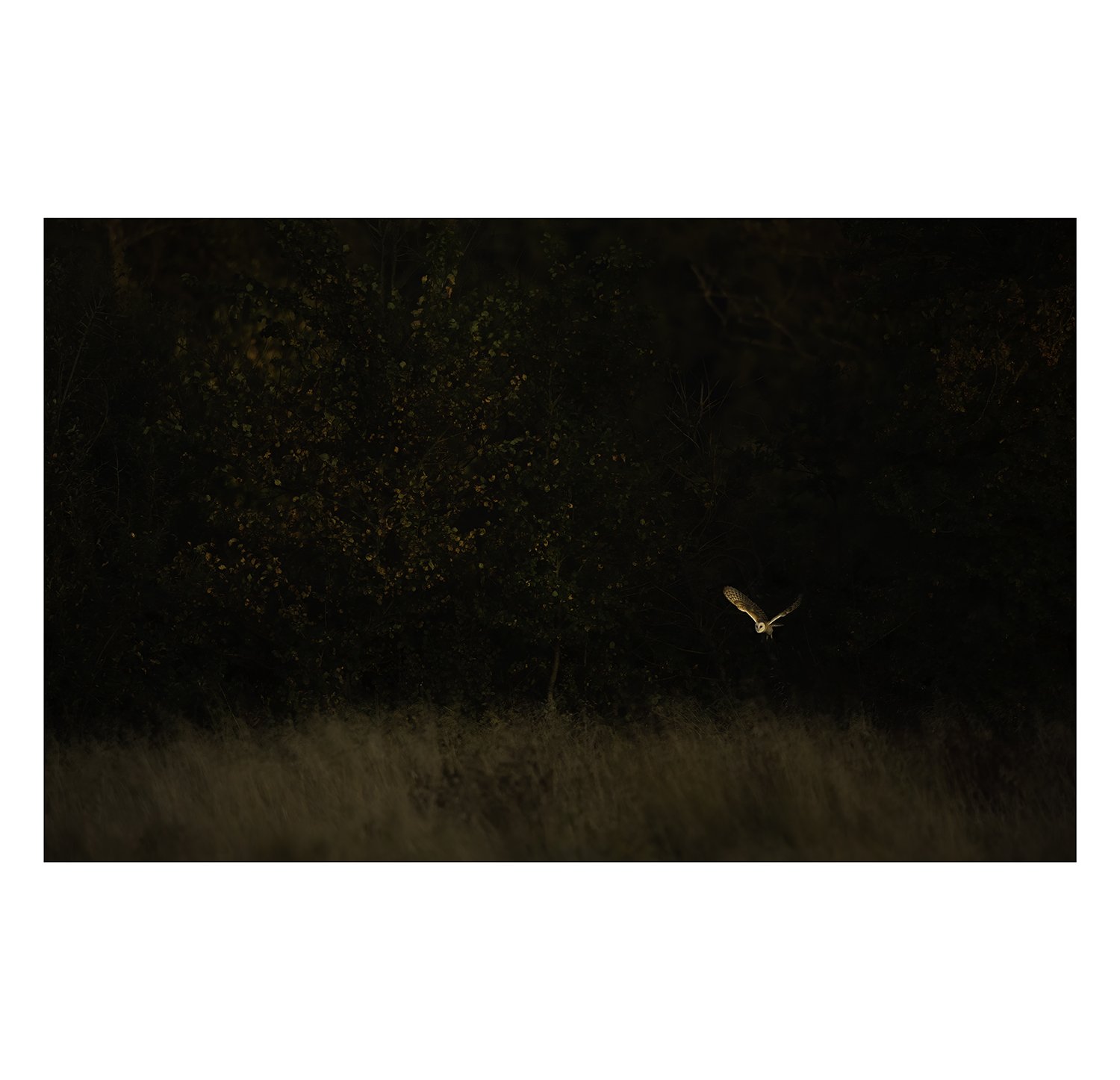 Barn_Owl - Ewan_Crosbie - HuntingFromTheShadows - Fine_Art_Wildlife_Photography_Print - 1x1 border.jpg