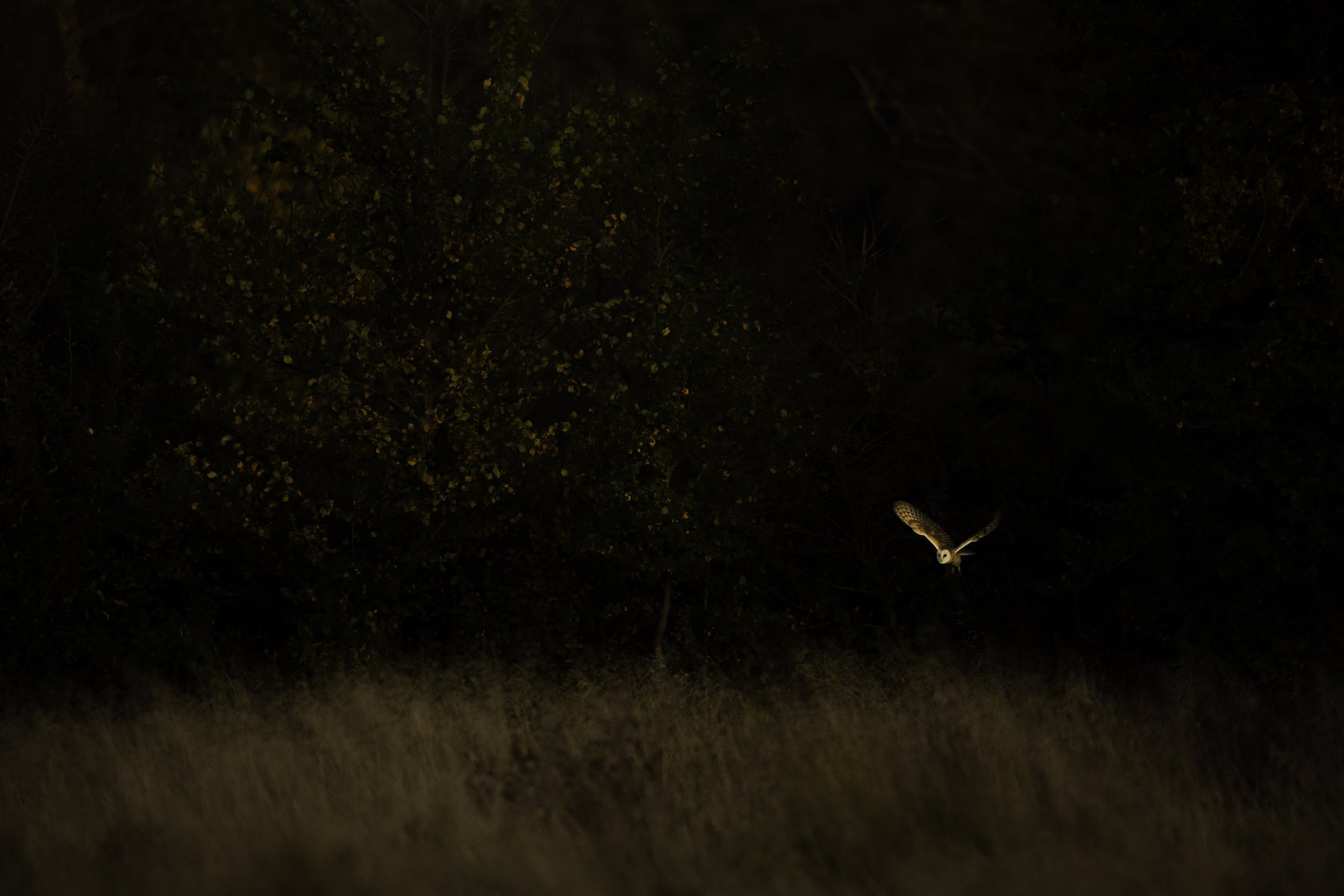 Barn_Owl - Ewan_Crosbie - HuntingFromTheShadows - Fine_Art_Wildlife_Photography_Print.jpg