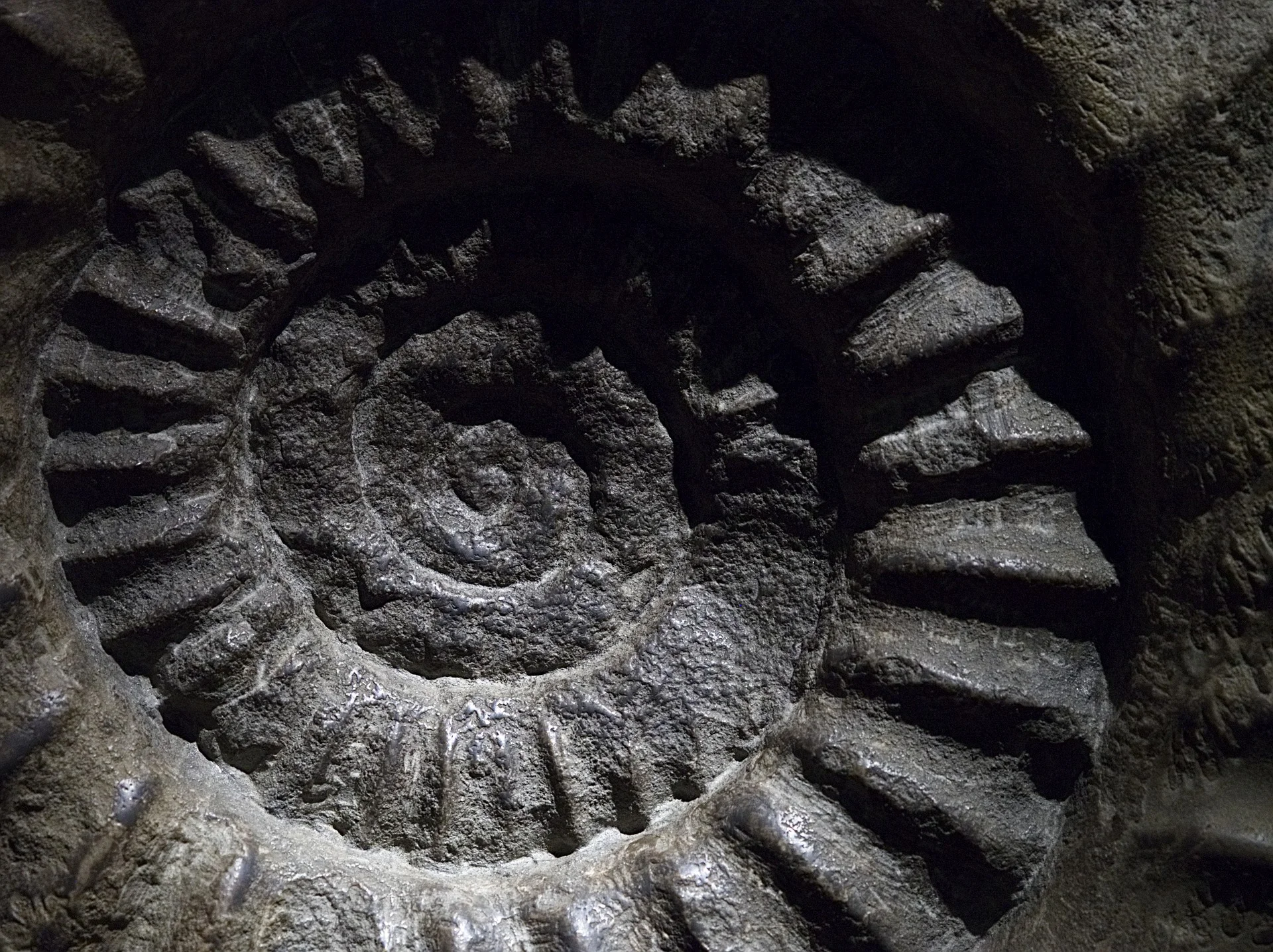 ammonite-1889586_1920.jpg