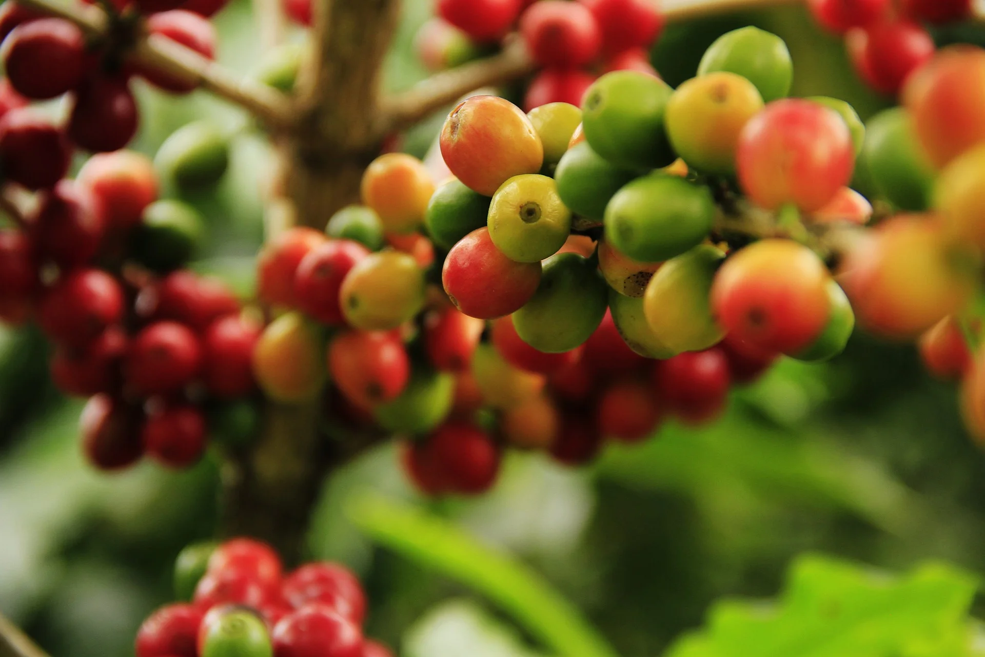 coffee-grains-1474601_1920.jpg