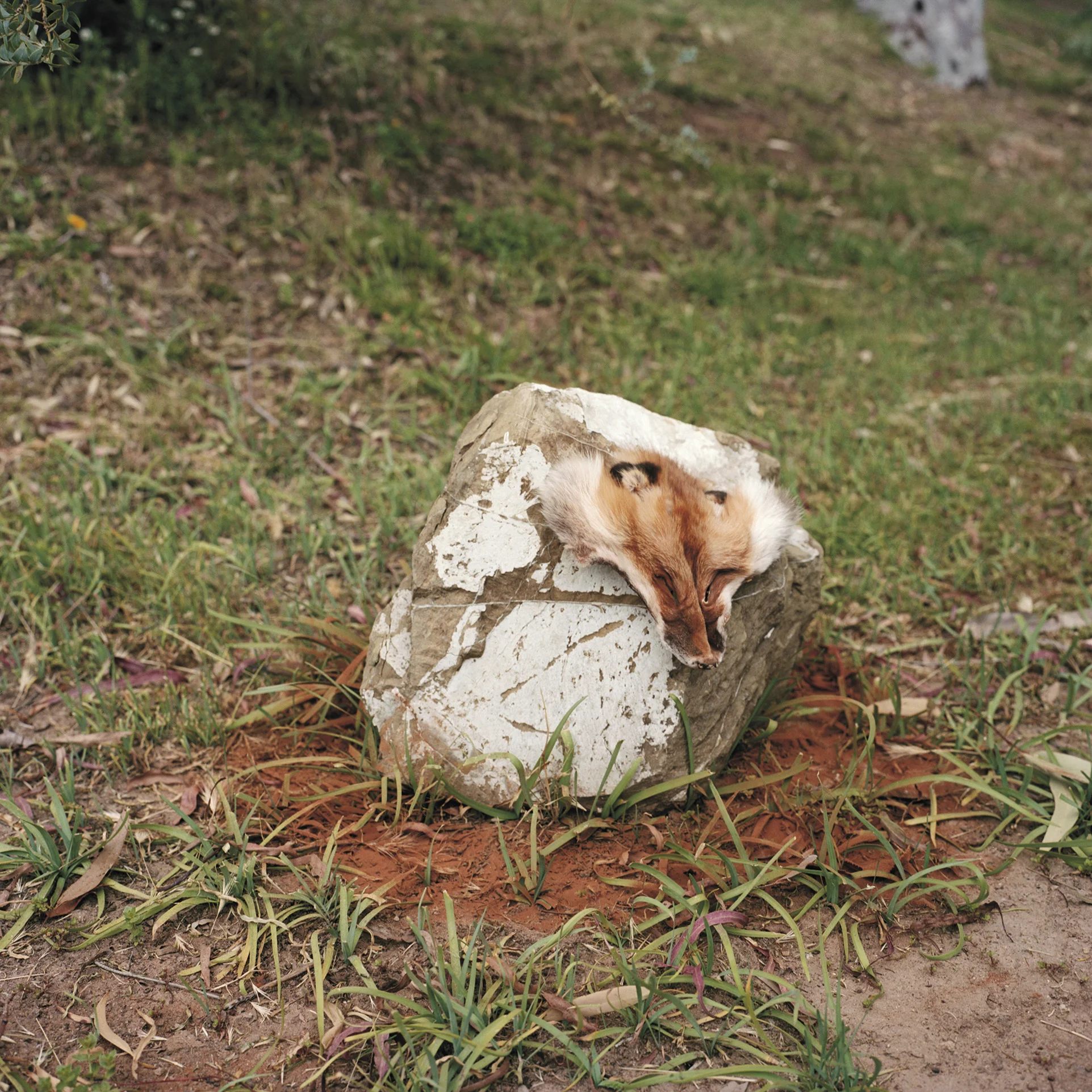 In the Beginning was Fox and Cinnamon