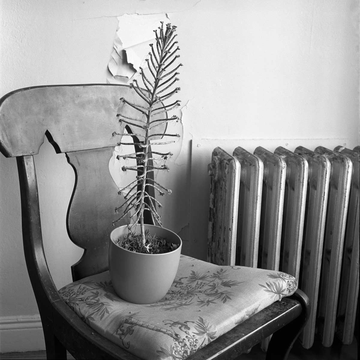 29chair-plant.jpg