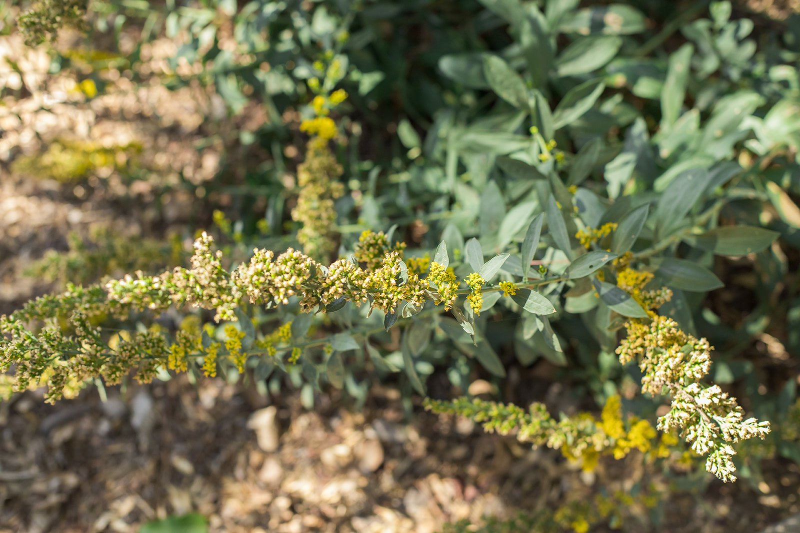 LAND-EndlessWellspring-WaterFlora-0057.jpg