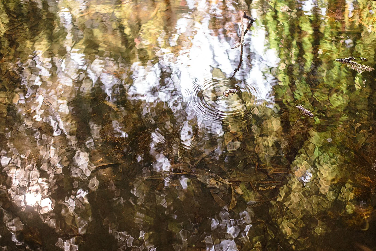 LAND-EndlessWellspring-WaterFlora-0003.jpg