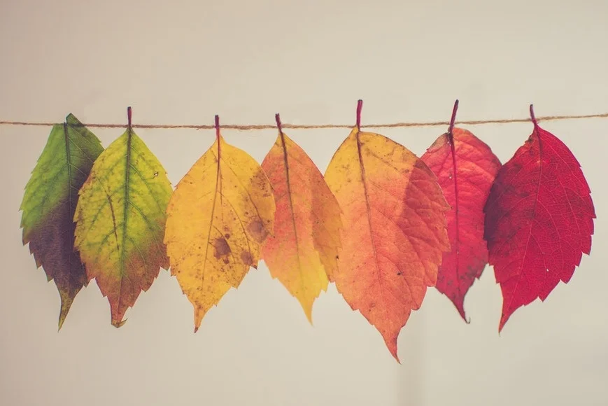 Leaves.jpg