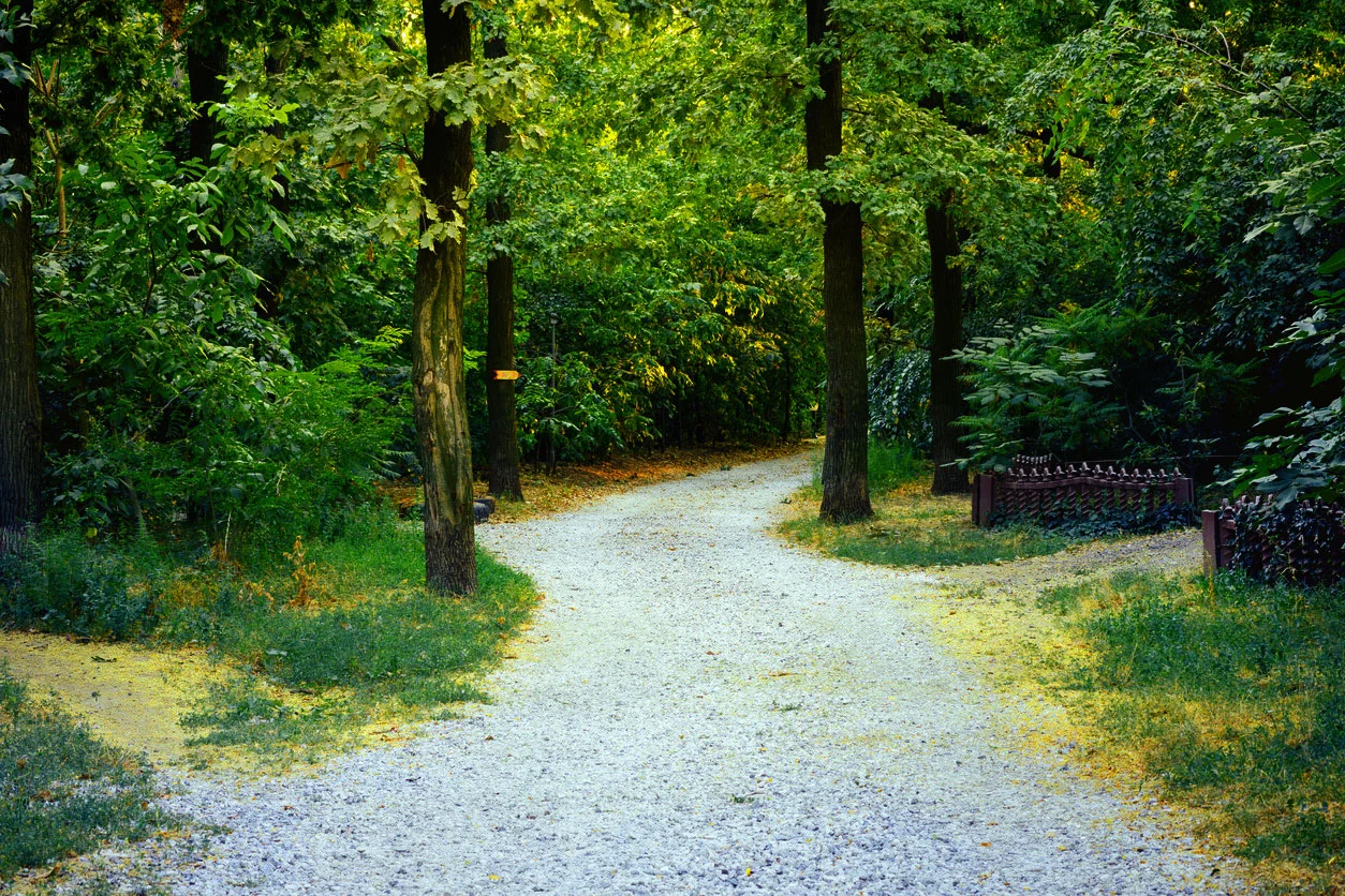Road-in-Woods,-Med-Res_2.jpg